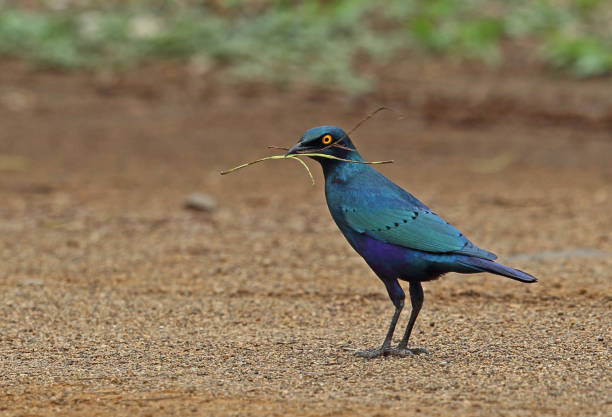 greater blue-eared starling - greater blue eared glossy starling stock-fotos und bilder