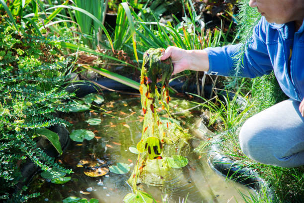 woman is cleaning garden pond from green algae woman is cleaning garden pond from green algae algae stock pictures, royalty-free photos & images