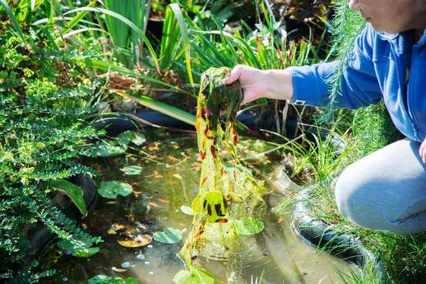 woman is cleaning garden pond from green algae