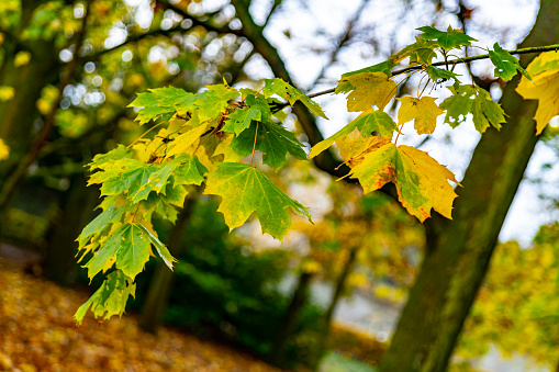 Oak branches with autumn foliage, autumn season.