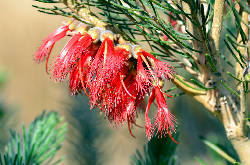 Calothamnus quadrifidus \