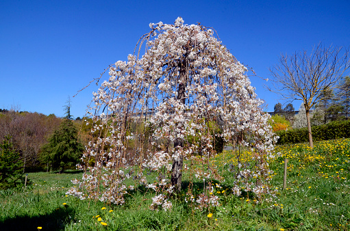 Prunus subhirtella 'Pendula' in flower