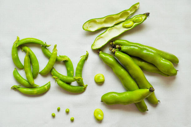 comparação de grãos largos e ervilhas - fava bean broad bean vegetable bean - fotografias e filmes do acervo