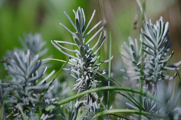 istock closeup of evergreen plants in spring 1299433515
