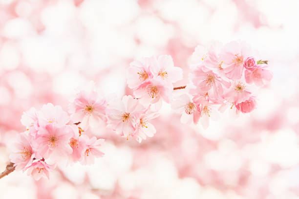 istock Pink Cherry blossom branch in bloom at the blurred background. Spring concept 1299434587