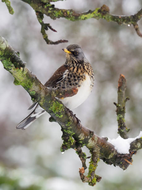 istock Fieldfare, Turdus pilaris 1299434600