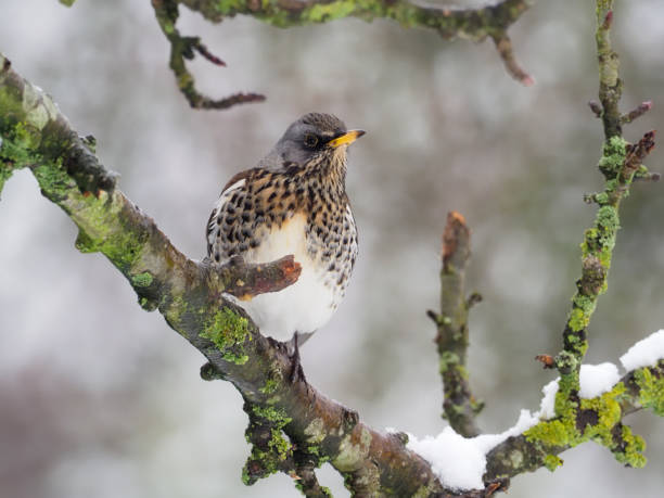 istock Fieldfare, Turdus pilaris 1299434604