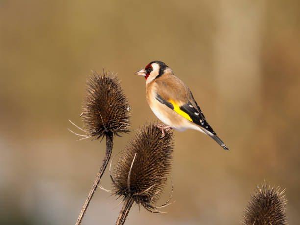 istock Goldfinch, Carduelis carduelis, 1299434609