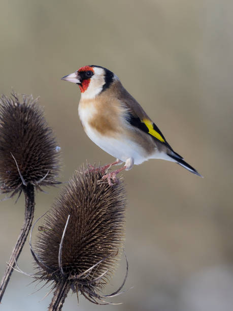 istock Goldfinch, Carduelis carduelis, 1299434610