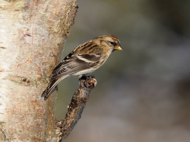 istock Lesser redpoll, Acanthis cabaret 1299434631