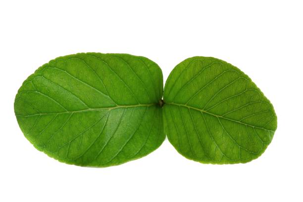 istock guava leaves on white background. 1299434660