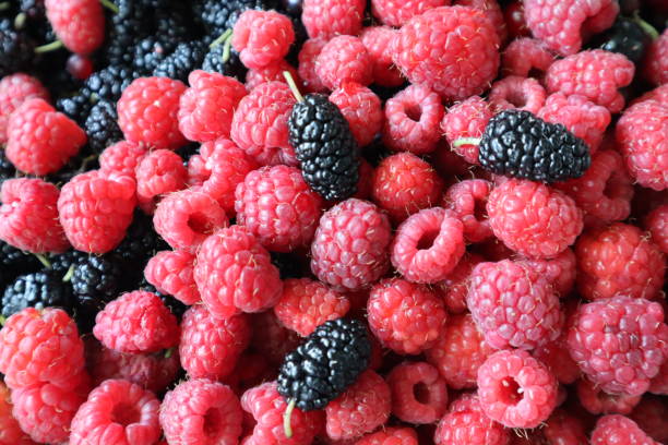 istock Summer ripe berries raspberries and mulberries. 1299435743
