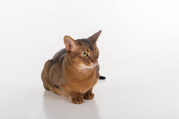 istock Curious and Angry Abyssinian cat sitting on the ground. Isolated on white background 1299436452