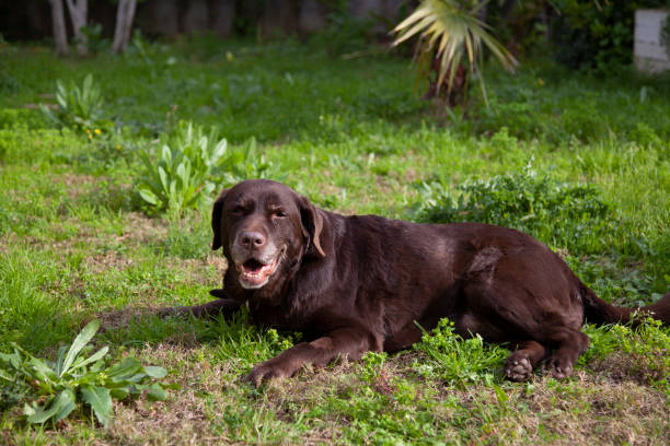 istock Portrait of brown Labrador Retriever on grass 1299436734