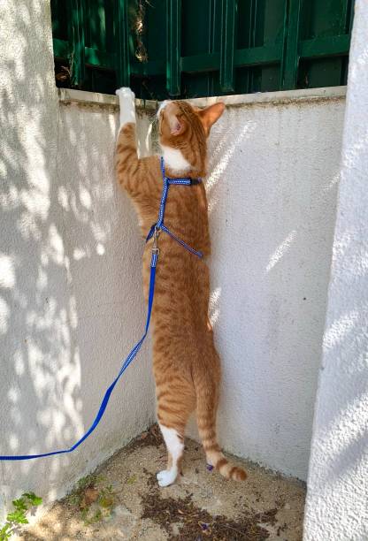 istock red cat walks on the street on a leash 1299437109