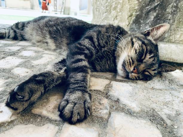 istock tabby cat sleeping on the floor outside 1299437157