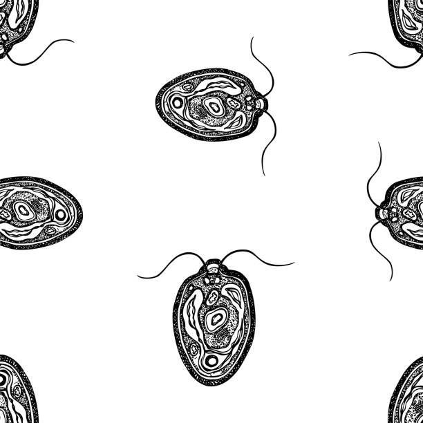 istock Seamless background of drawn chlamydomonas 1299437372