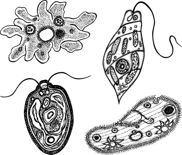 ilustraciones, imágenes clip art, dibujos animados e iconos de stock de conjunto de contornos diferentes microorganismos protozoos - trichonympha