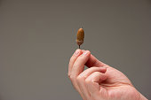 Caucasian male hand holding an acorn isolated on gray background