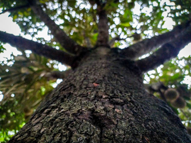 Shot of Durian Tree Trunk