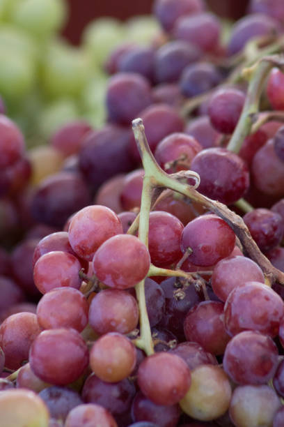 uva - grape red grape red farmers market foto e immagini stock