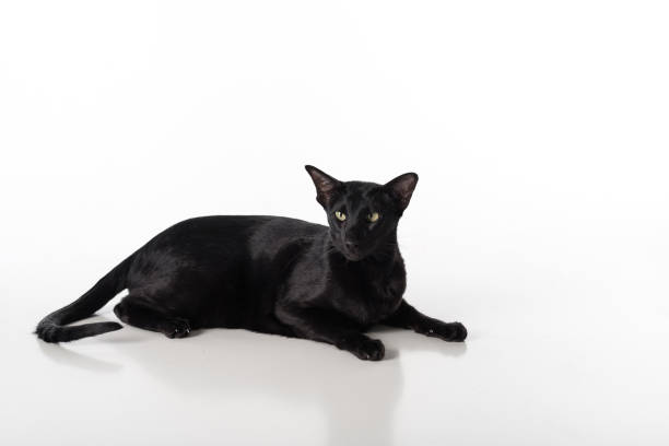 istock Curious Black Oriental Shorthair Cat Lying on White Table with Reflection. White Background. Long Tail. 1299438291