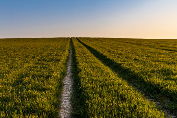 istock Beautiful sunrise at morning over huge green fields 1299438556
