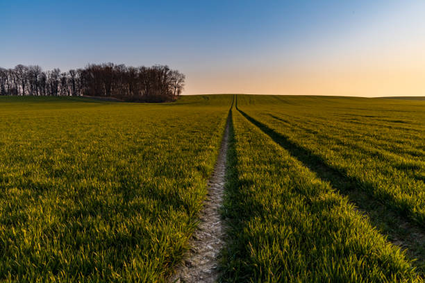 istock Beautiful sunrise at morning over huge green fields 1299439152
