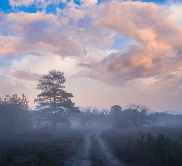istock evening forest glade in the mist, quiet natural background 1299440635