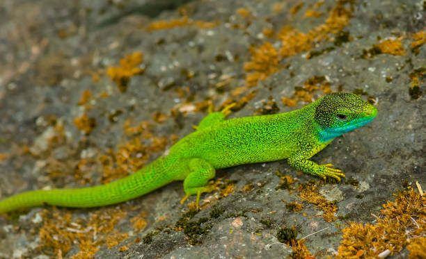 istock closeup huge green lizard sit on the stone 1299440656