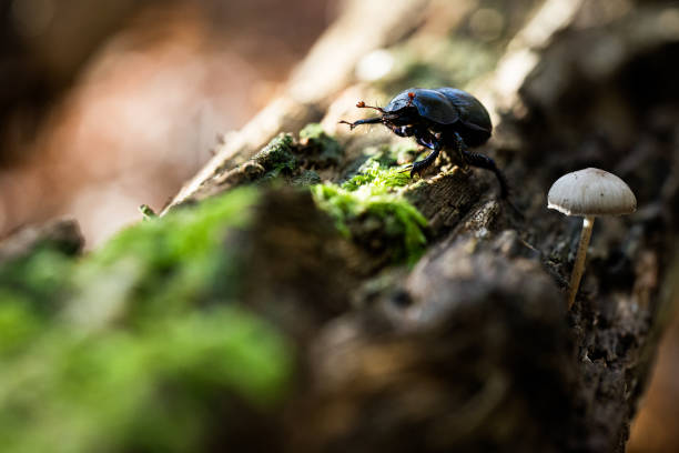 istock Dor dung beetle climbing in the forest 1299440737