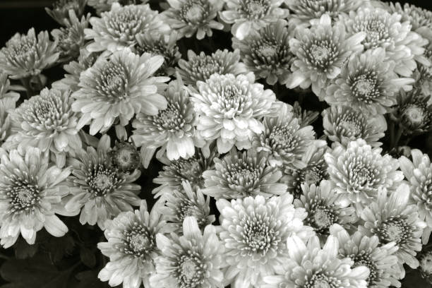 istock Beautiful chrysanthemums blooming in garden 1299441669