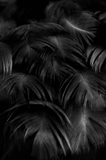 istock macro photo of black hen feathers. violet background 1299441844