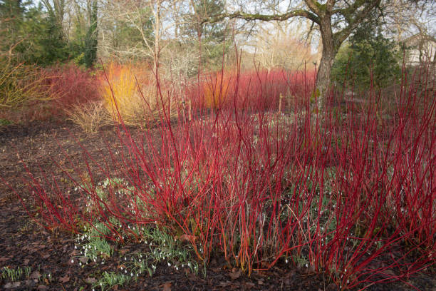 Bright Red Winter Stems on a Deciduous Siberian Dogwood Shrub (Cornus alba 'Sibirica') Surrounded by Snowdrops in a Woodland Garden in Rural Devon, England, UK Cornus alba 'Sibirica' has Bright Red Stems in Winter cornus alba sibirica stock pictures, royalty-free photos & images