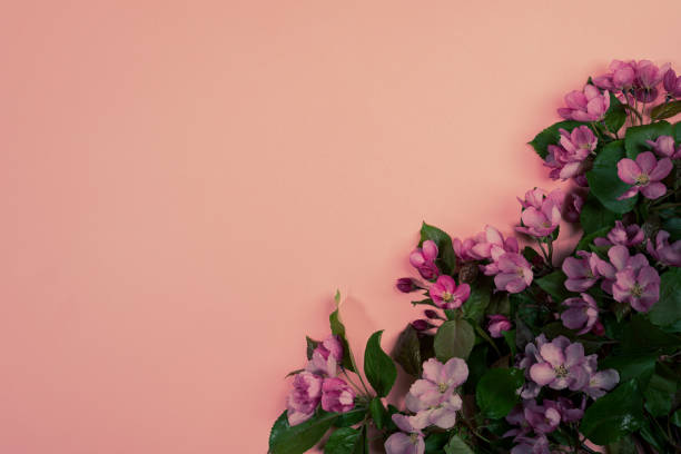 istock Branches of fresh blooming cherry twigs or apple tree on pink backdrop. Moody Flowers. 1299442060