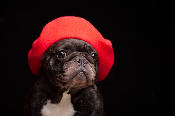 istock image of dog hat dark background 1299443203