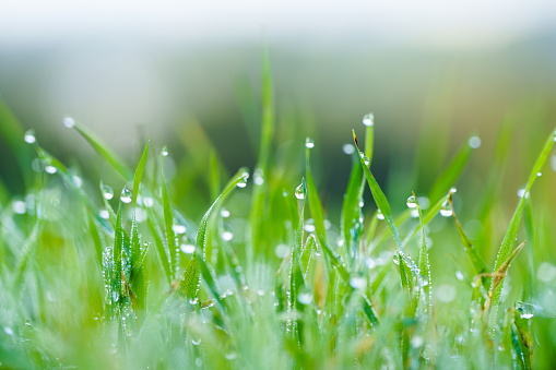Closeup of lush uncut green grass with drops of dew in soft morning light. Beautiful natural rural landscape for nature-themed design and projects.