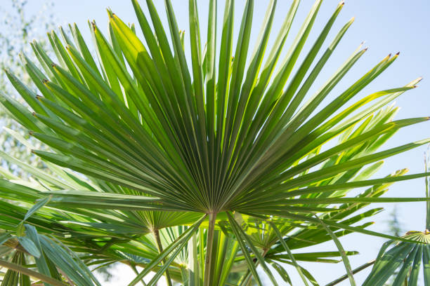 sabal menor, conocido como palmetto enano, hermosa hoja de una palma, fondo verde, palmetto de sierra contra el cielo azul, belleza en la naturaleza - florida palm tree sky saw palmetto fotografías e imágenes de stock