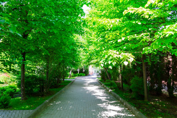 A city park without people. Green foliage on the trees. A sunny spring or summer day.