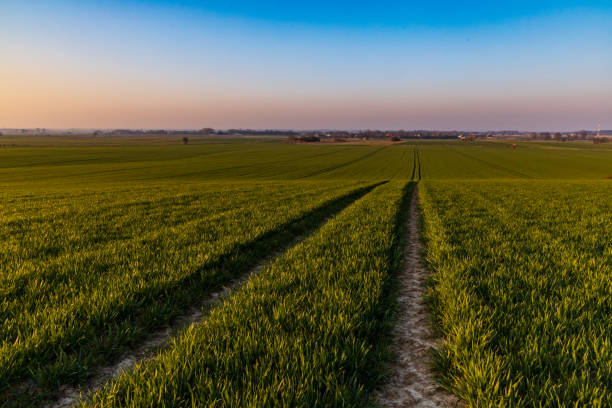istock Beautiful sunrise at morning over huge green fields 1299446906