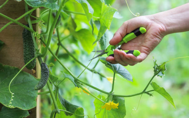 hand holds pruner to cut off branches on cucumber plant in vegetable garden on high gardenbed - short cut imagens e fotografias de stock