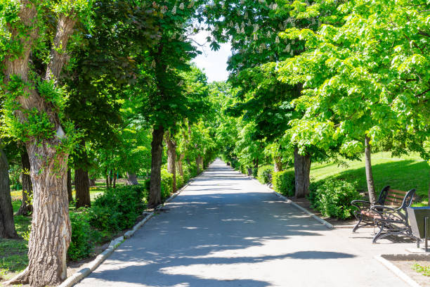 A city park without people. Green foliage on the trees. A sunny spring or summer day.