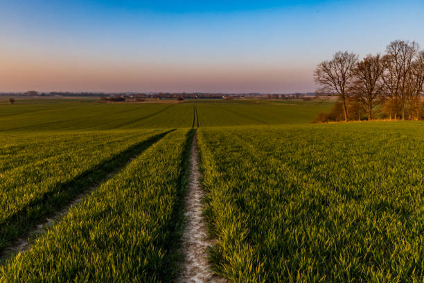 istock Beautiful sunrise at morning over huge green fields 1299447033