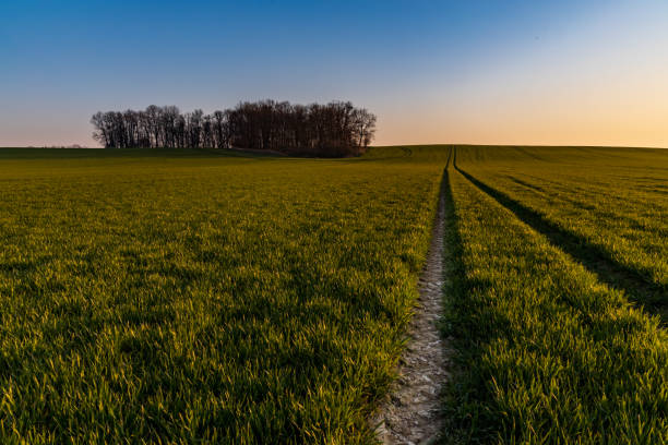 istock Beautiful sunrise at morning over huge green fields 1299447153
