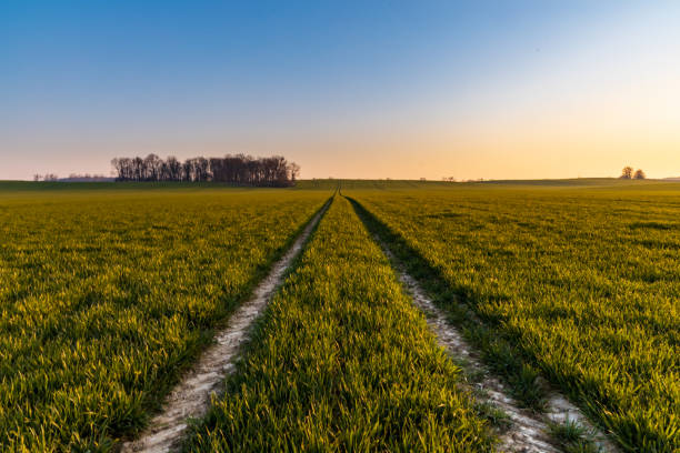 istock Beautiful sunrise at morning over huge green fields 1299447330