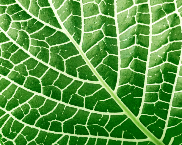 istock Closeup of green leaf  top view 1299448180