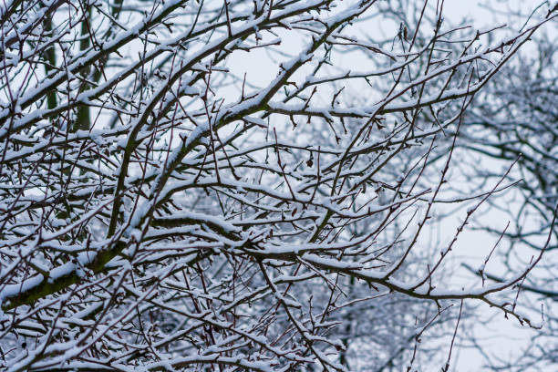 istock winter park with snow covered trees. Branches of trees brought by snow. Snowfall. branches of bushes are covered with snow. Winter 1299448316