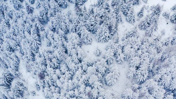 istock winter forest in the mountains. evergreen trees. 1299448413