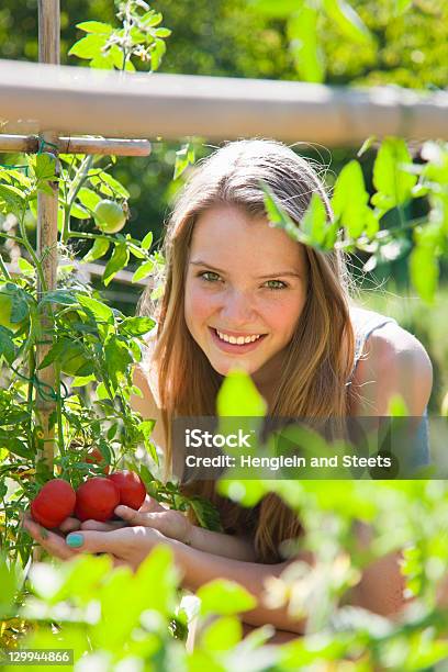 Girl Picking Tomatoes Outdoors Stock Photo - Download Image Now - Summer, Vegetable Garden, 14-15 Years