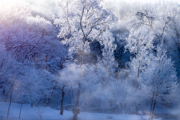 istock Frost covered trees in Furano in Hokkaido. 1299449196